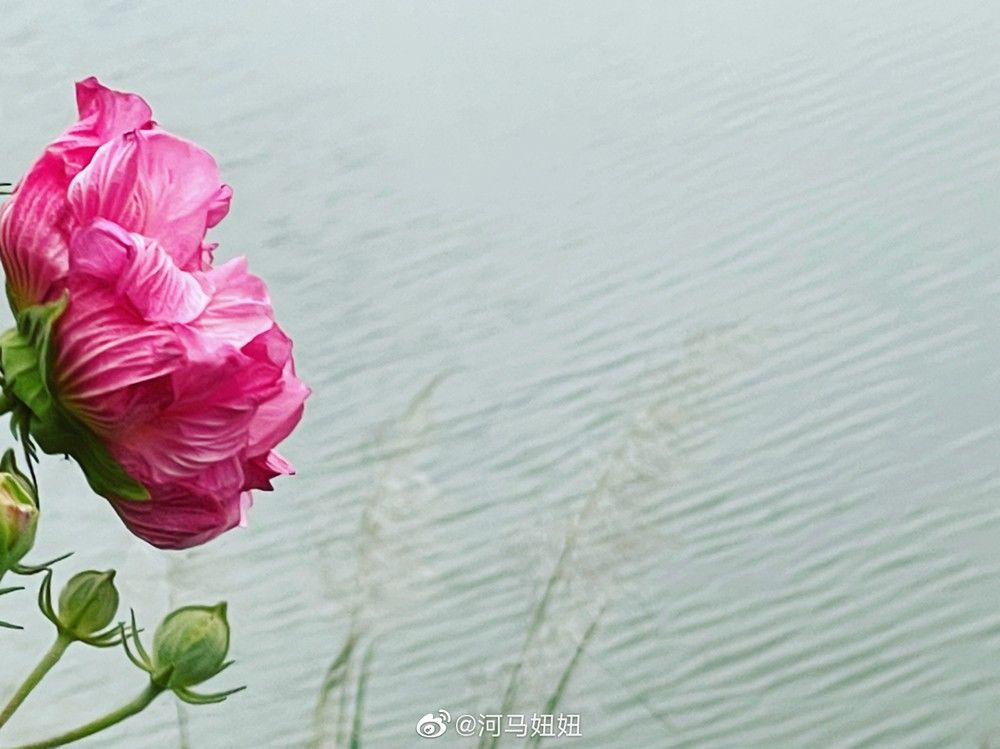 天府芙蓉园|C位出道！成都50000株芙蓉花开了