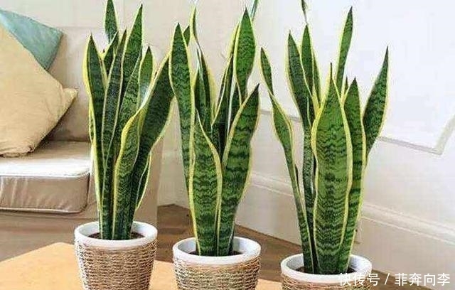 这7种花不浇水长的快,越浇水越养不活,看完还不赶紧停手吗?