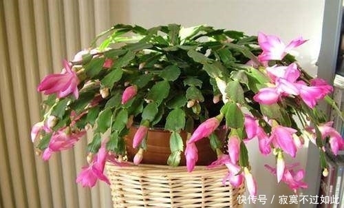 蟹爪兰夏季浇水浇透,那是在害死它,这样浇水才能开花爆盆