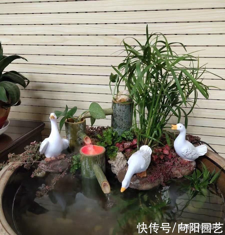 这种草很好养，名叫风车草，适合造景，只要有水，它就死不了