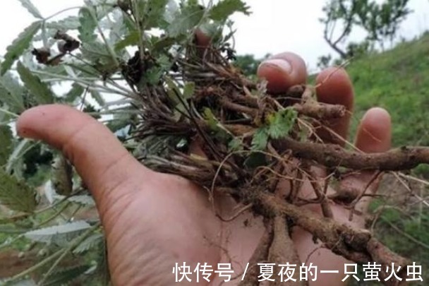 白草|十年前喂猪的野草,如今根茎号称“小人参”,想买都买不到了!