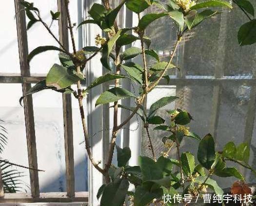 南方烂大街的花,北方咋养都不活,“水土不服”太严重