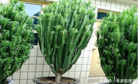 种花|常见的2种花,夏天多“切几刀”,才能呼呼冒“新芽”,翻倍的长