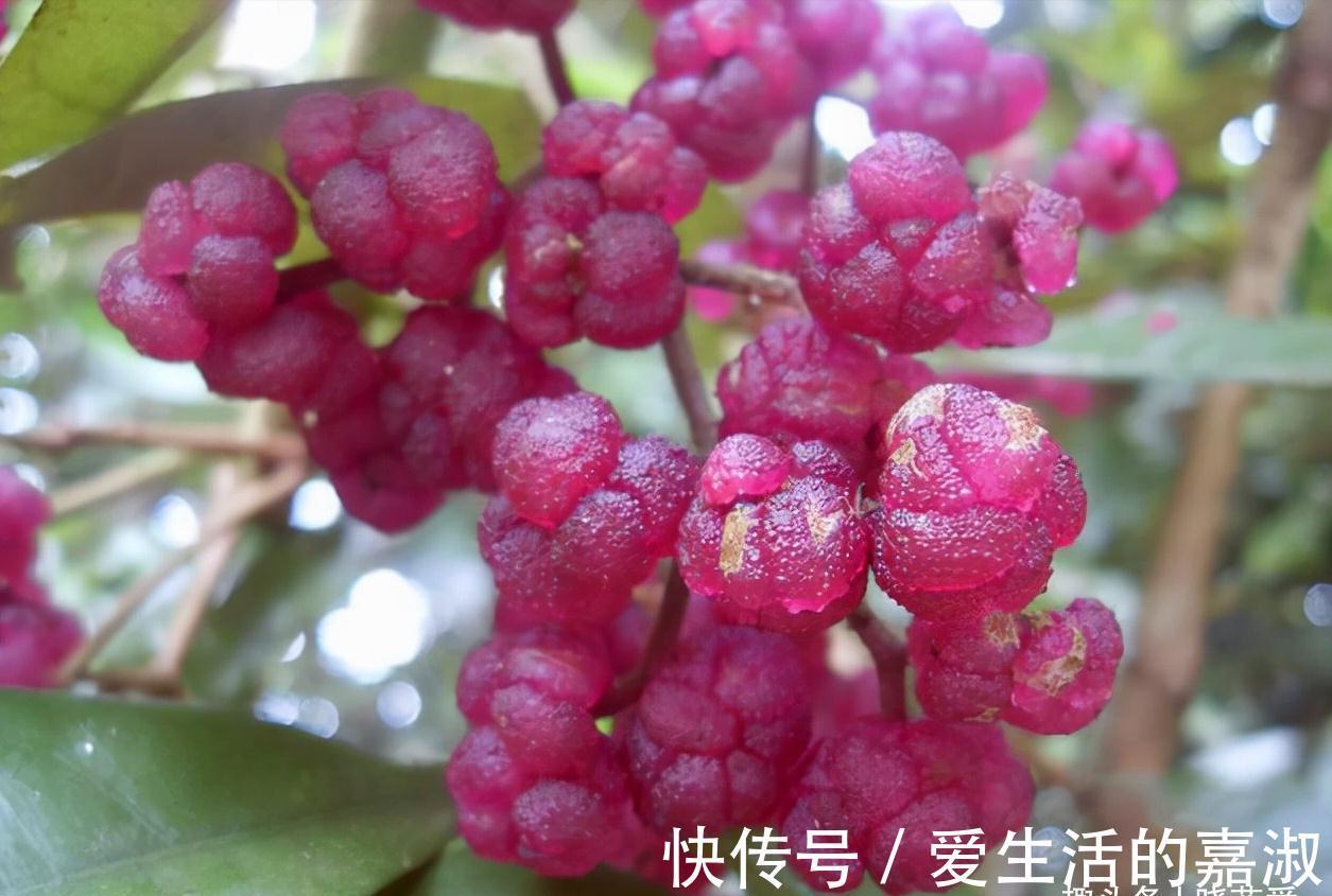 金皮树|认识植物界的“六大毒树”,看到“绕道走”,涨知识不吃亏