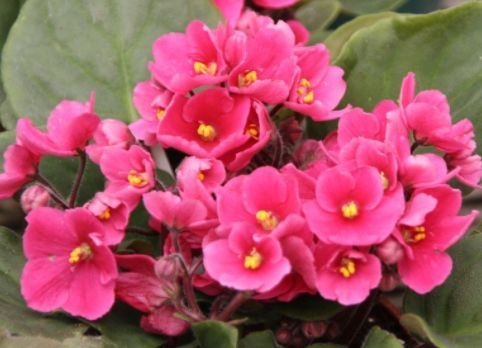 家养这些植物,阳台开出花海,花叶俱美,养盆放阳台美极了