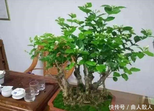 此4种花卉,小苗的时候“不值钱”,多养今年“太值钱”,高价格!