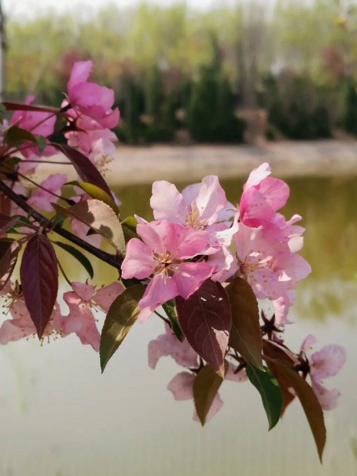 广场公园|湖光花色说商河