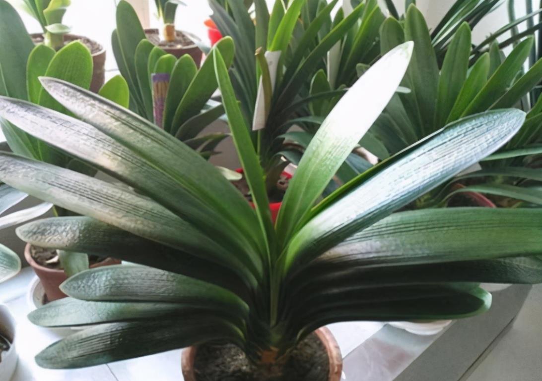 想换盆怕把花“换死”?教你一个“安全”的方法,换完快速生长