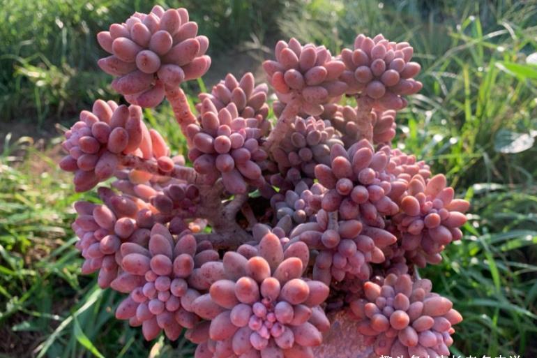 肉友|我们养多肉的过程中该不该给多肉砍头?什么时候砍头合适?