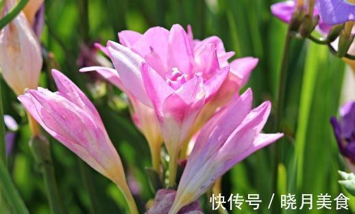 盘点100个极美的古代花卉别名，太美了