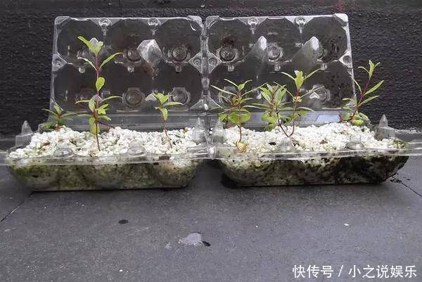 吃完这4种水果,我把籽扔花盆里,秒变小森林!