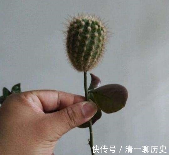 园艺|成功将仙人球叶仙嫁接一起,成品非常漂亮,园艺家出千元购买