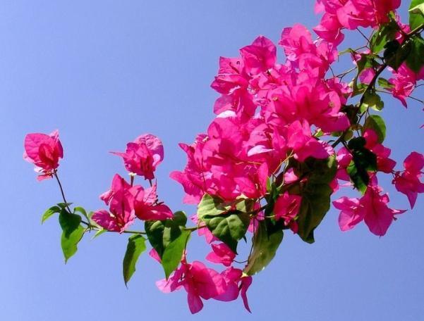 小窍门|三角梅花期不开花怎么办3个小窍门，助力全年花开爆满盆