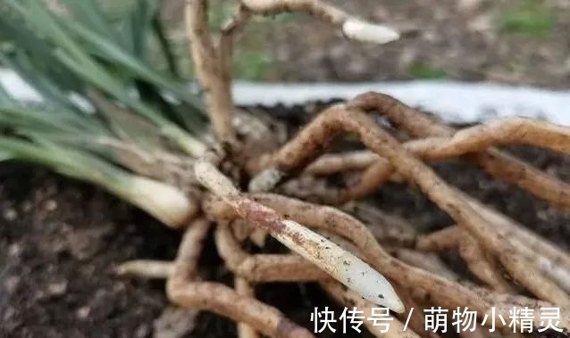 为什么说用细植料养兰花，更容易服盆成活？