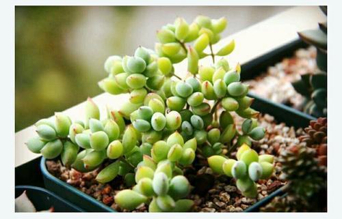 达摩福娘|养多肉植物选它,造型别致,香味宜人,养护简单,值得拥有!