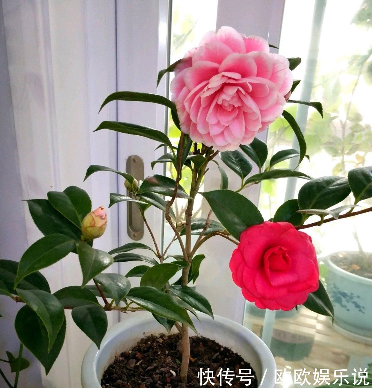 此花是中国传统名花,一树多色花,漂亮不输牡丹,北方也能养