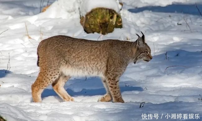 邂逅雪豹求偶季节,追寻青藏高原冰雪中的精灵