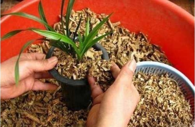 大白根|别再花钱买生根粉,那才是万能的生根剂,养啥都能长大白根