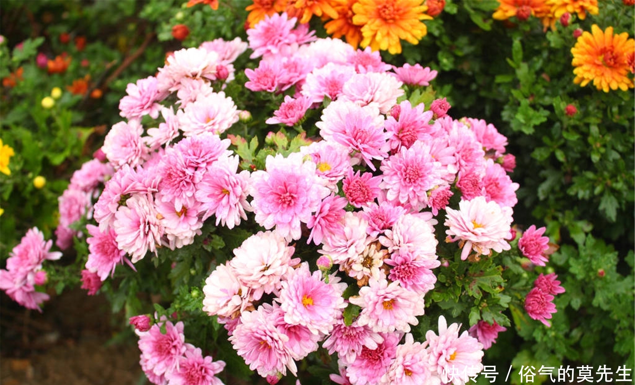 这7种年宵花,花开富贵、喜气临门寓意好,你最喜欢哪一种?