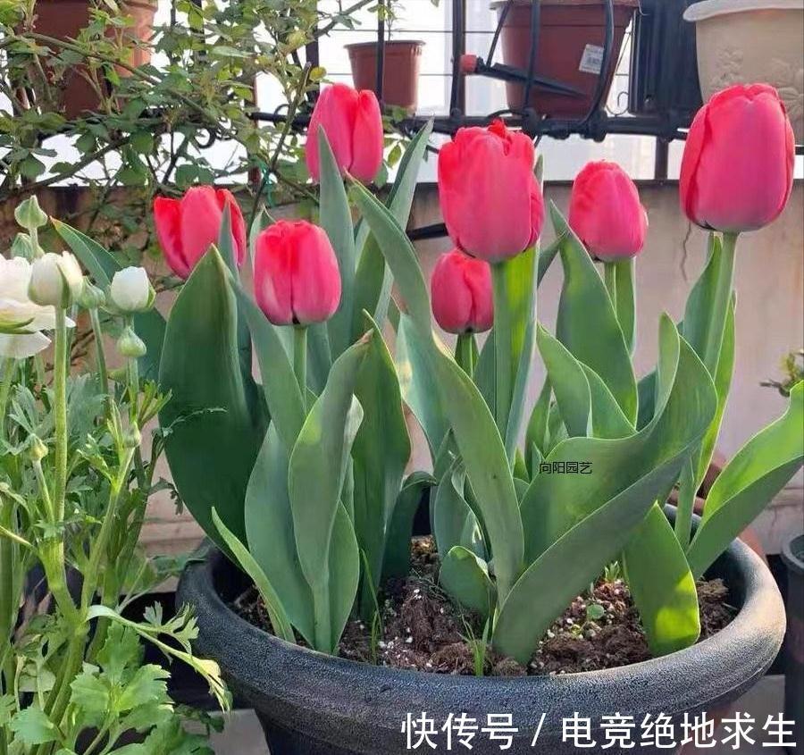 13种“漂亮花”,零下20度也冻不死它,大雪天依旧能开,又香又艳