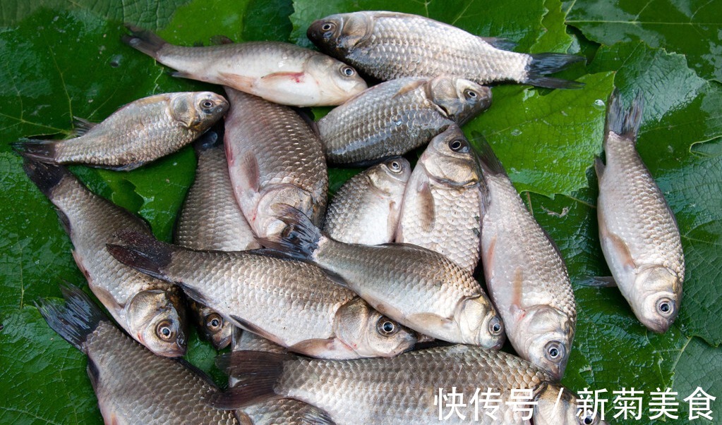 白萝卜|炖鱼汤时,牢记“2不放3窍门”,鱼汤奶白又鲜美,好喝没腥味
