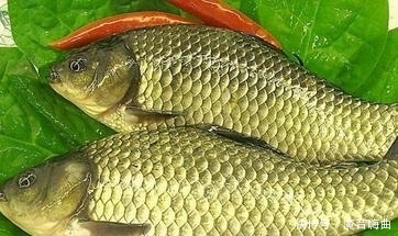 鲫鱼|去菜市场买鱼要注意,这些禁忌你一定要知道