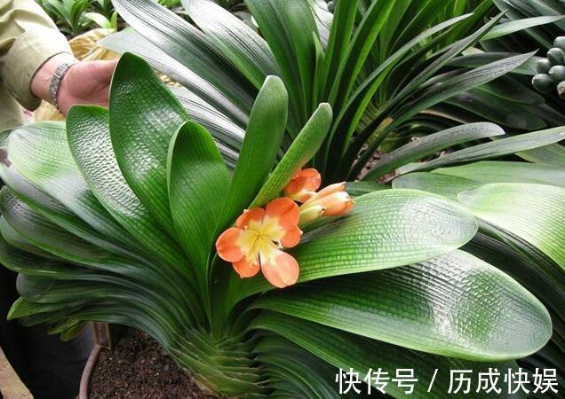 春夏秋冬,君子兰施肥要“恰到好处”,叶片肥绿,开花多不夹箭