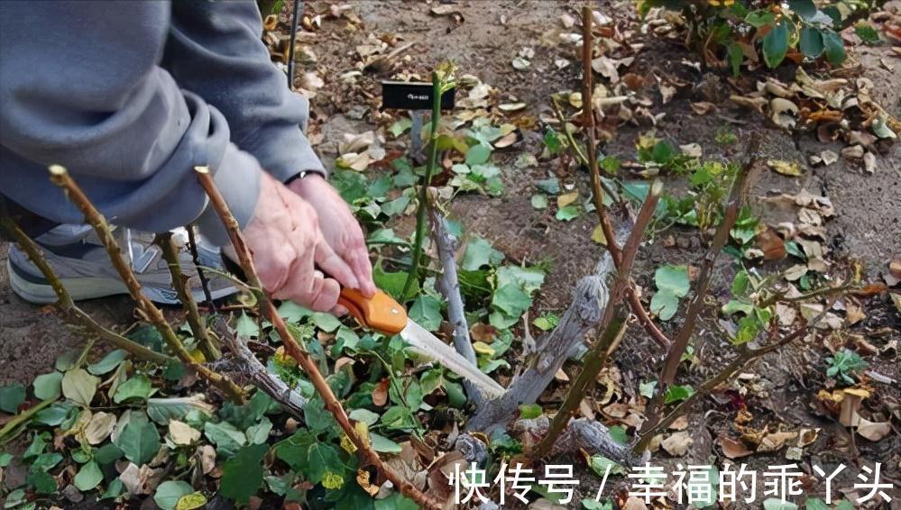 枝条|6种“漂亮花”，冬天剪一剪，保留大花芽，来年开花多一倍