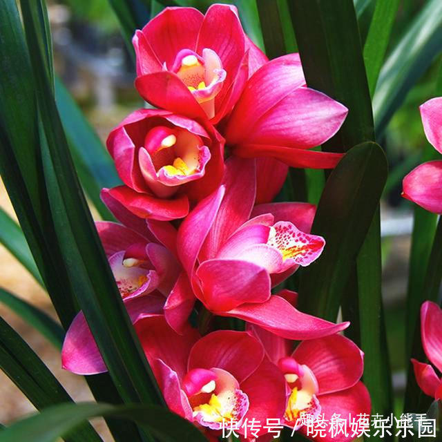 浓香型兰花|适合懒人的兰花,一年四季开不停,味香色艳,阳台轻松变成兰花园