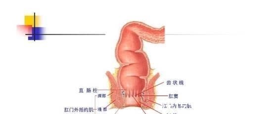 慢性便秘|大便干燥，排便困难，慢性便秘怎么办？不妨通过文章来了解一下