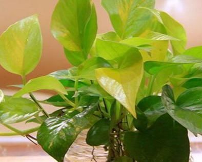 绿油漆|最爱喝酒四种花，一斤都不够喝，叶子像喷了绿油漆，翠绿油亮