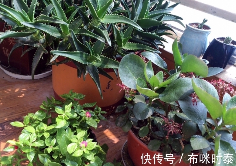 粑粑肥|这种粑粑肥拿来养花,养根养叶又催花,关键是怎么用都不烧苗