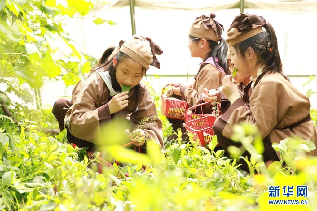 河北沧县：小学生识百草 体验中医药文化