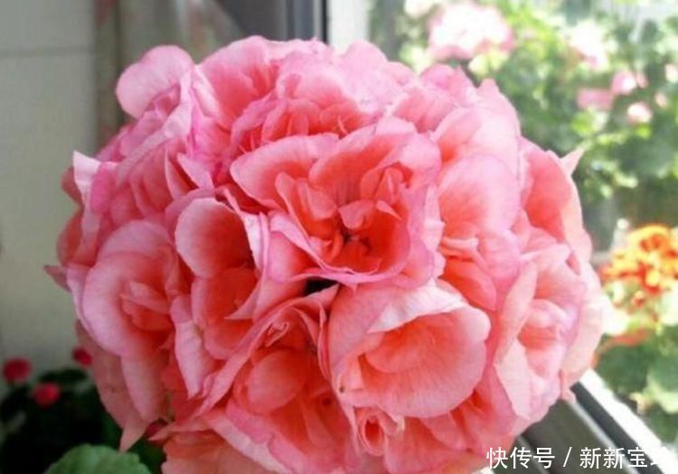 大丽花|夏天养花,不妨养这5款花,一盆千百朵,枝头花苞满