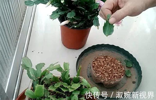 时间点|扦插蟹爪兰,掐准“时间点”,根系嗖嗖窜,养出“杠杠厚”好叶片