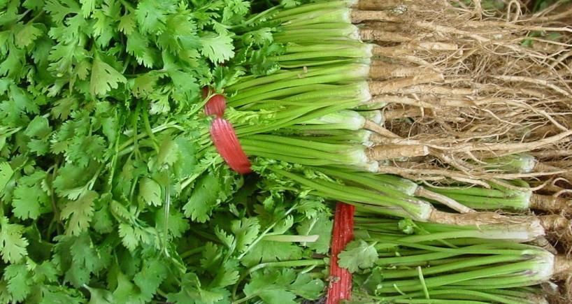 储存香菜,别再放冰箱了!20年大厨教你,放再久都不坏,翠绿新鲜!