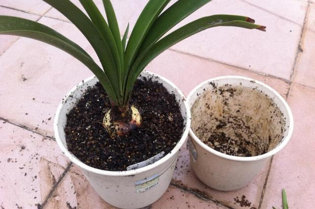 盆土“邦邦硬”，来点自制“松土剂”，半个月土壤松软，正好养花