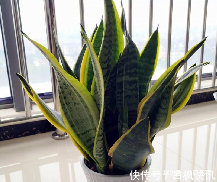 7种花,就要“穷着养”,花盆越小,长势越喜人!