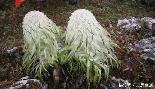 延年益寿|高山上这野草长得像白菜，五年才开花，属二级国宝，一朵花上万元