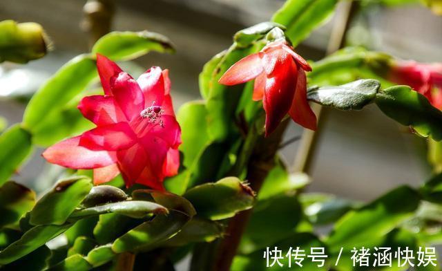 发红|蟹爪兰过了休眠期,叶子发红软塌塌,找到病因还能救回来