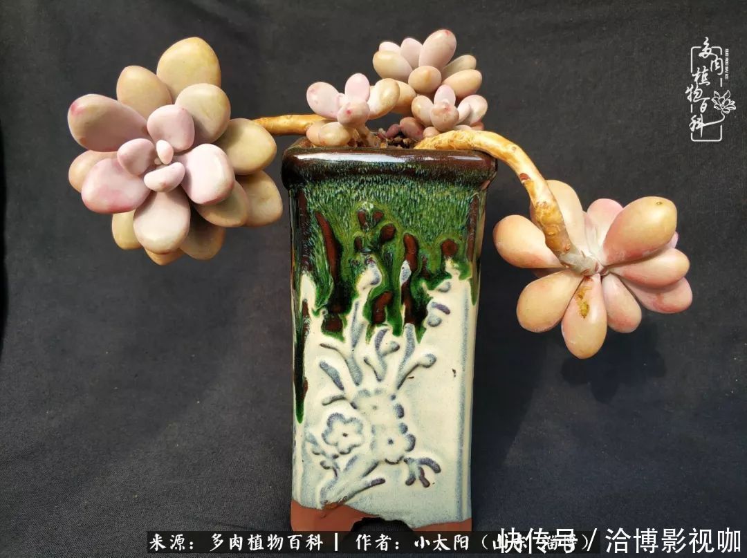 小苗|脱坑一年,最后发现自己生活里始终离不开多肉!