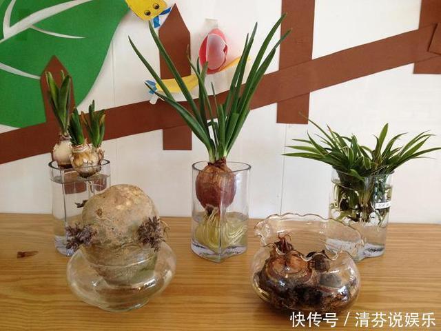 胡萝卜头|5种蔬菜吃完根别扔,丢水里就疯长,7天养成花,比绿萝还要美