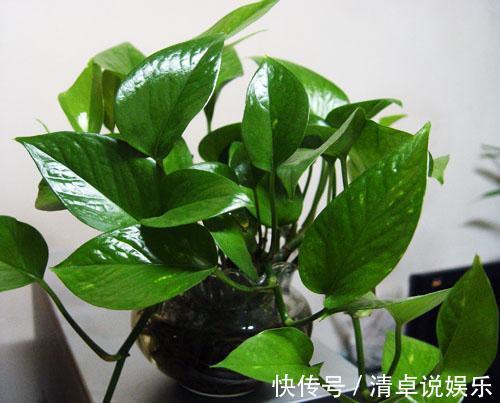 一个月|绿萝盆里埋点这肥料，叶片浓绿，不断抽新芽，一个月爆盆
