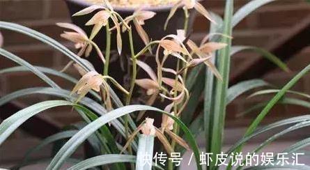 怎样养殖好寒兰