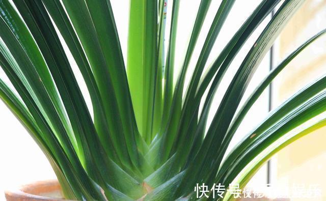 植株|养君子兰趁现在,多做2件事,长成大白菜,满盆冒花箭