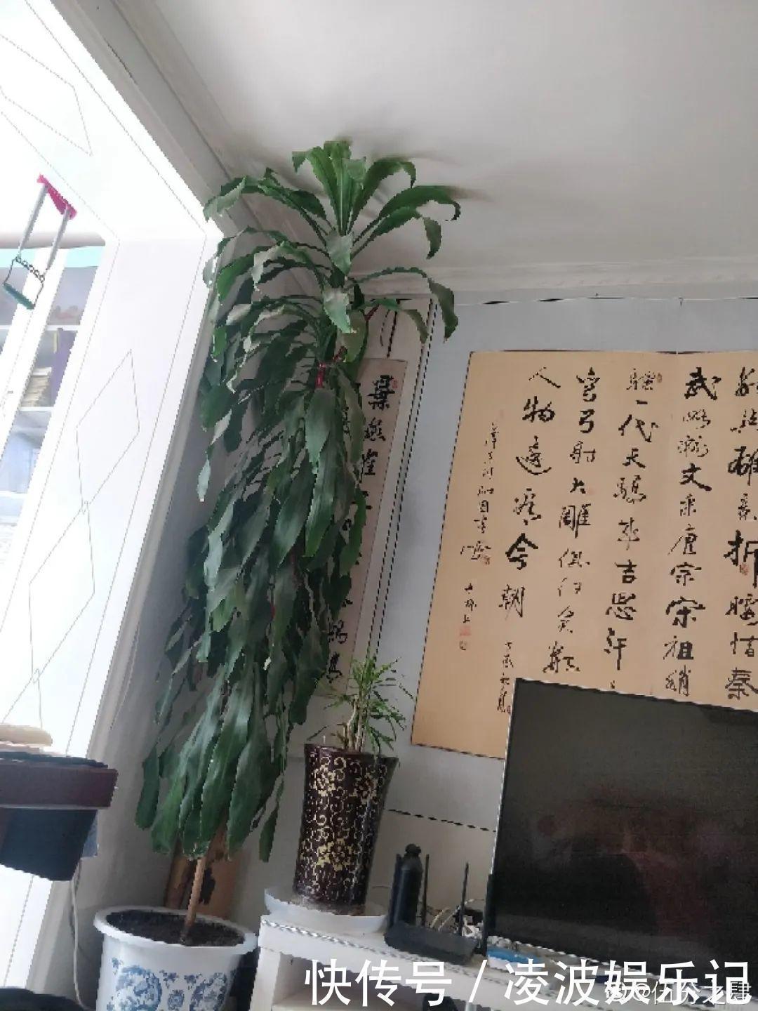 牡丹吊兰|懒人适合养什么花，浇水少，不挑土，它比人还懒！