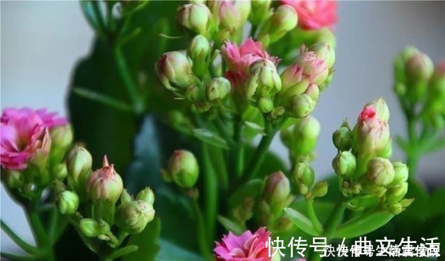 秋季|长寿花开花爆盆有秘诀，学会施肥就行了，砰砰开花全是花苞！