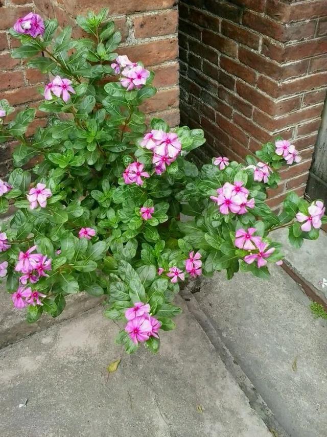 朱顶红|真正的花坚强，墙缝、地缝都能长，开花特别旺！