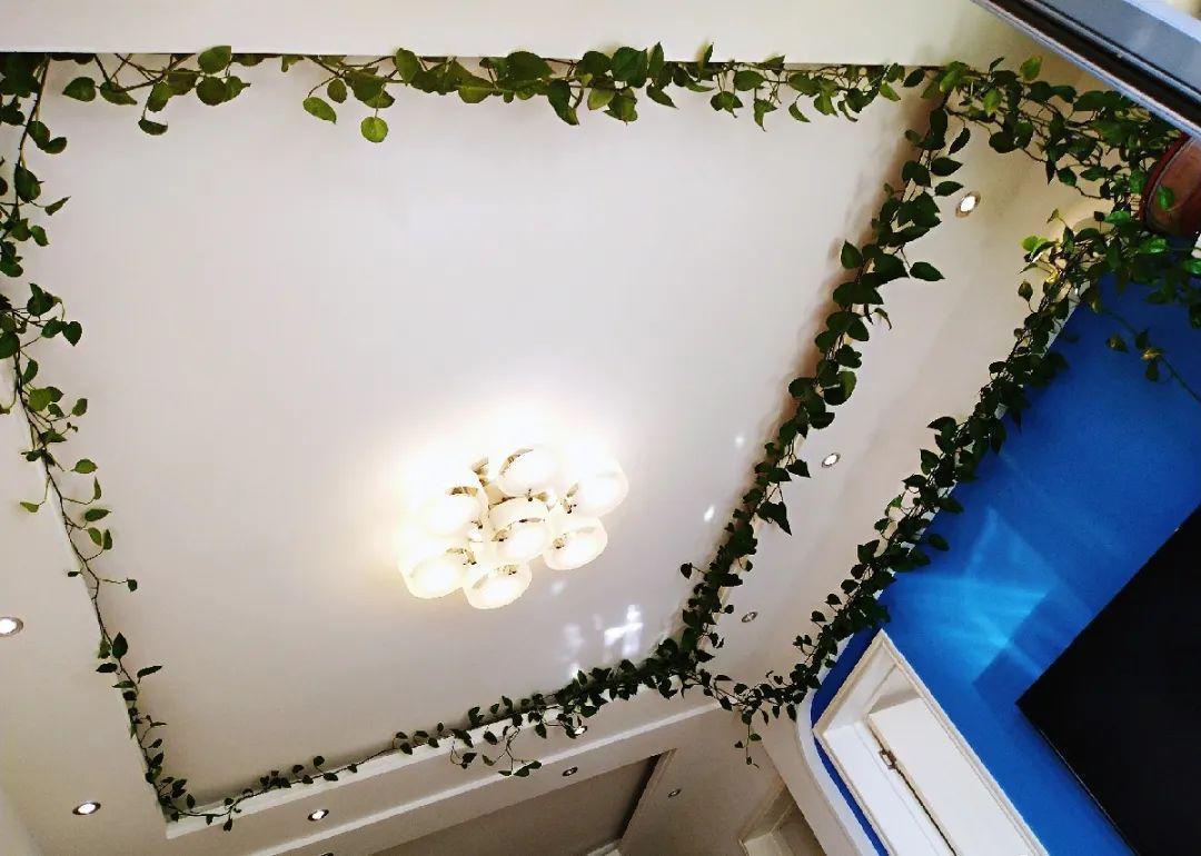 3个月后才回家,家里的花疯了,墙缝、房顶都爬满!