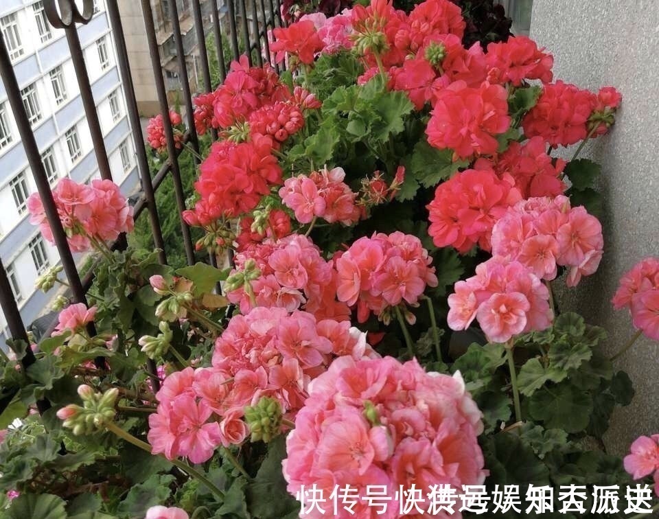 植株|4种花现在扦插,枝条扔土里“生根快”,当年开花,变成养花大户